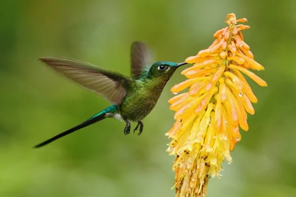 Dlouho sledoval sylfa kolibřík — Stock fotografie