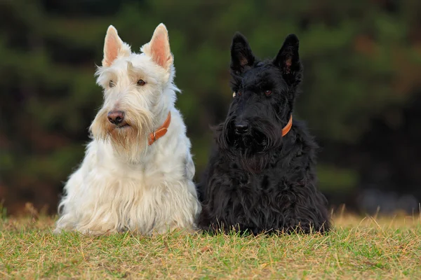 Pair of  scottish terriers — Stock Photo, Image