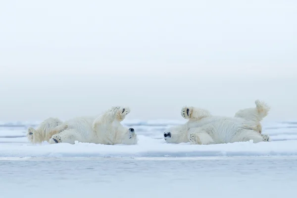 Zwei Eisbären liegen — Stockfoto