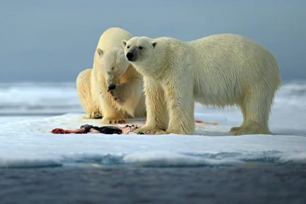 Couple of polar bears — Stock Photo, Image