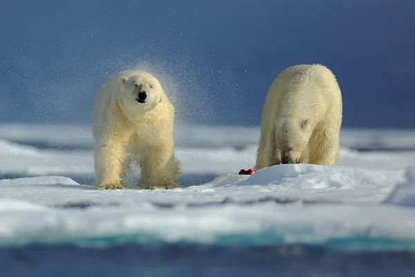 Pareja de osos polares — Foto de Stock