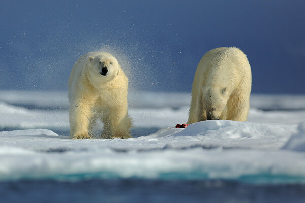 Couple of polar bears