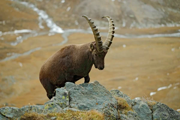 Alpesi kőszáli kecske-portré — Stock Fotó