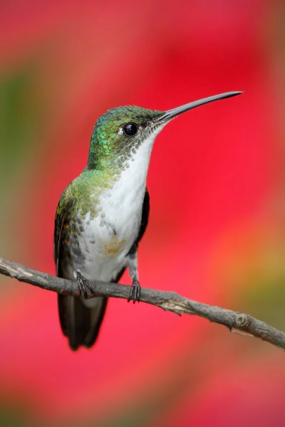 Pequeño himngbird esmeralda andina — Foto de Stock