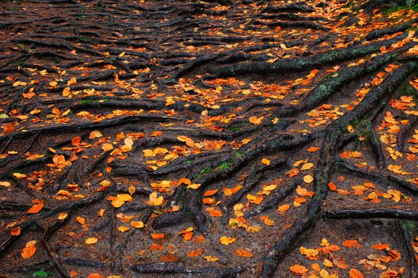 Raízes com folhas de outono laranja — Fotografia de Stock