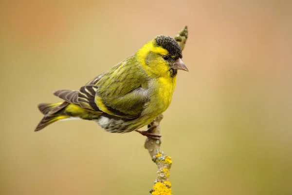 Eurasiático Siskin sentado no ramo — Fotografia de Stock