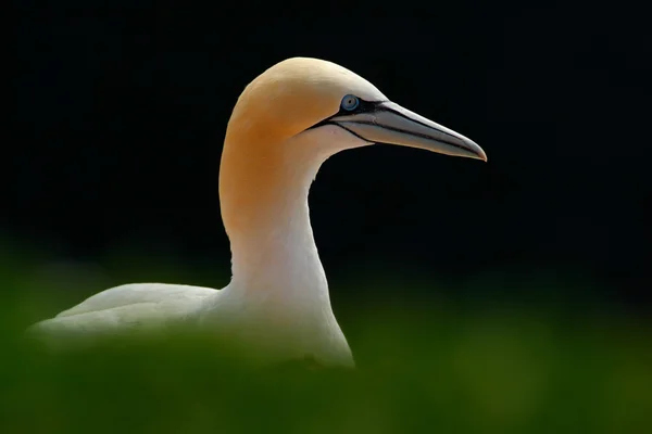 Basstölpel Detail Kopf Porträt — Stockfoto