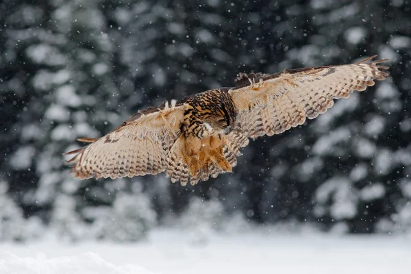 Flying Eurasian Eagle owl — Stock Photo, Image