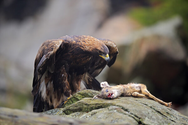 Golden Eagle feeding on kill Deer