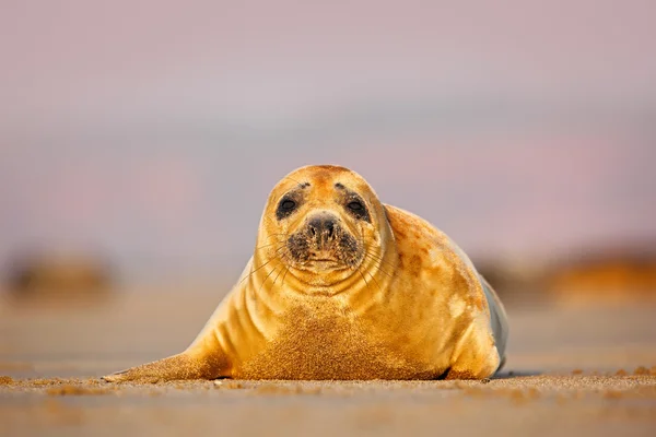 Grijze zeehond op het zandstrand — Stockfoto