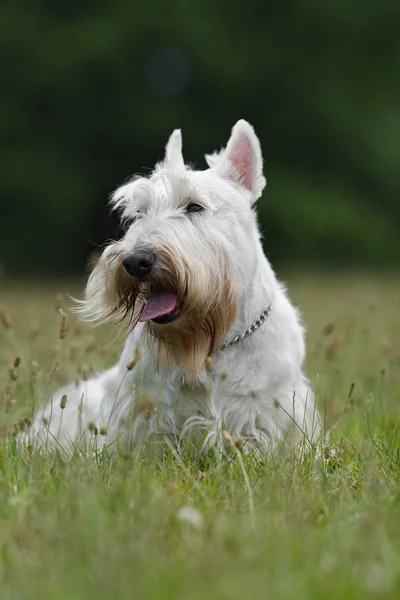 Witte Schotse Terriër — Stockfoto