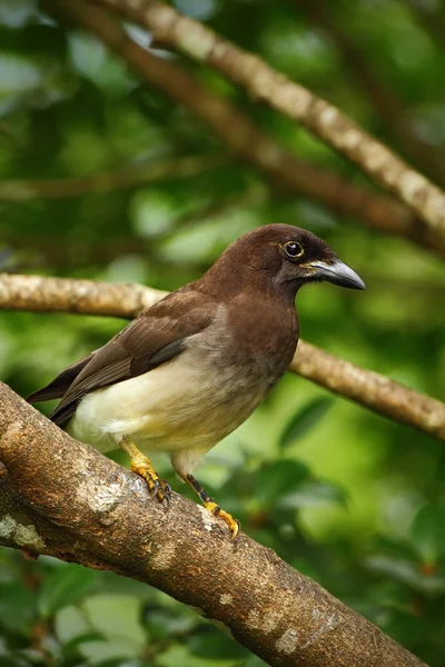 Brown Jay no habitat da árvore — Fotografia de Stock