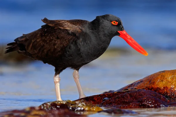 Oystercatcher Blakish w morzu — Zdjęcie stockowe