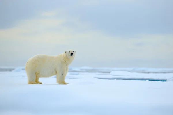 Белый медведь на льду — стоковое фото