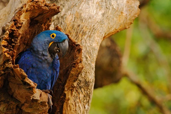 Grande pappagallo blu Giacinto Ara — Foto Stock