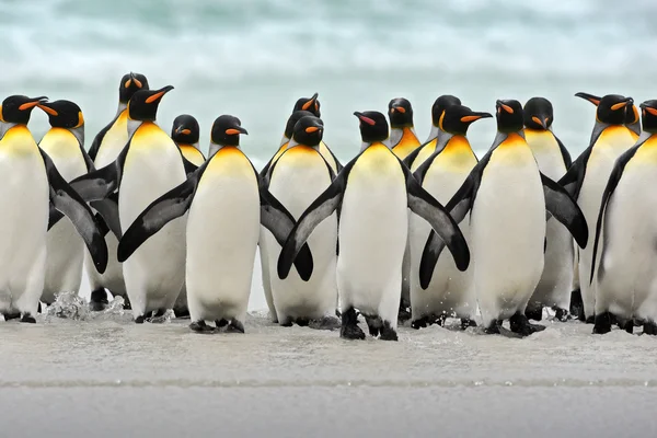 Groep voor koning Penguins — Stockfoto