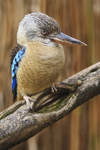 Blue-winged Kookaburra rare kingfisher — Stok fotoğraf