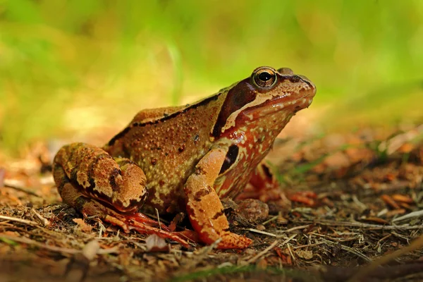 Rana arvalis, im Gras — Stockfoto