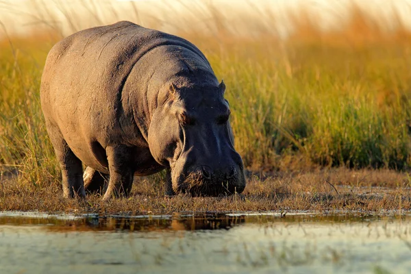 Hippopotame africain avec soleil du soir — Photo