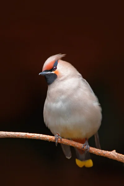 Waxwing 지점에 앉아 — 스톡 사진