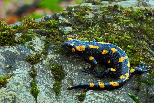 Gorgeous Fire Salamander — Stock Photo, Image