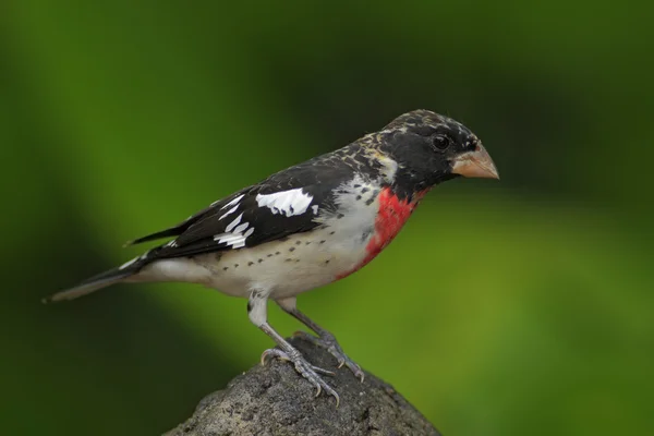 Pájaro exótico tropical gris y rojo —  Fotos de Stock