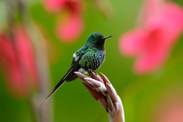 Bonito colibrí verde Thorntail — Foto de Stock