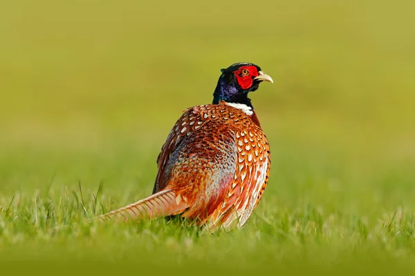 Common Pheasant on the meadow — Stock Photo, Image