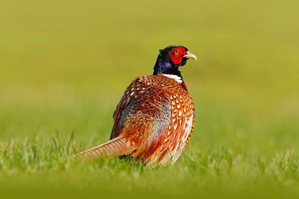 Faisan commun sur la prairie — Photo