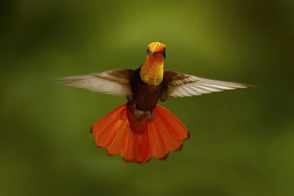 Roter und gelber Rubintopas-Kolibri — Stockfoto