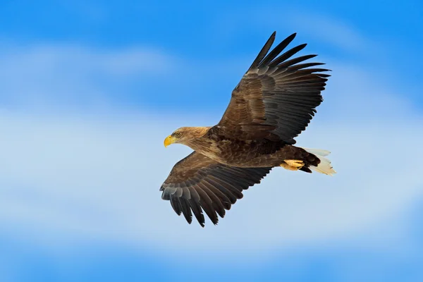 Flying bird of prey — Stock Photo, Image