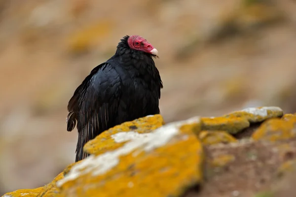 Pájaro negro feo Buitre pavo —  Fotos de Stock