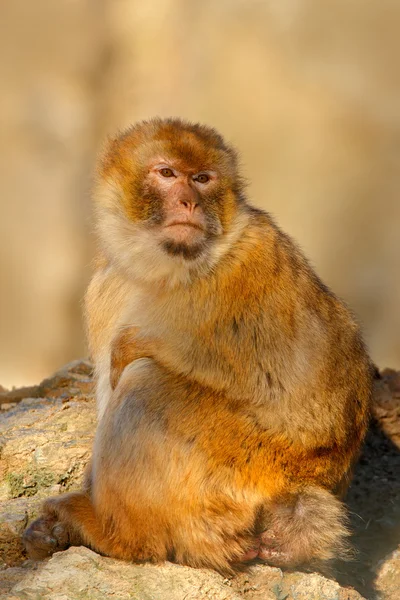 Macaco berberisco sentado en la roca — Foto de Stock