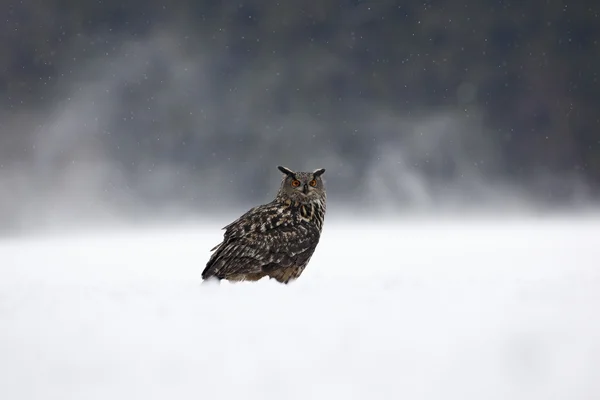 Oost-Siberische oehoe — Stockfoto