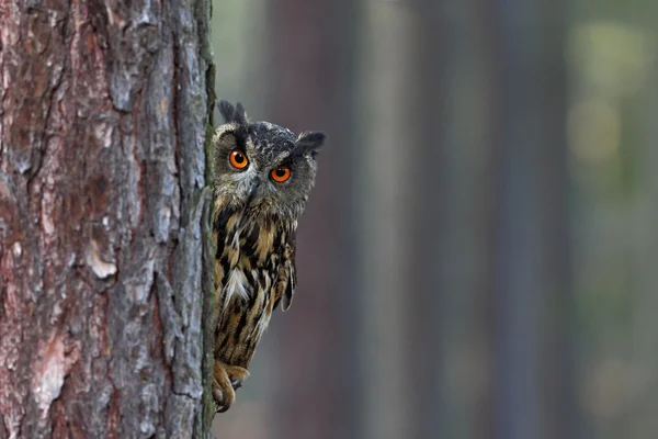 Búho águila euroasiática — Foto de Stock