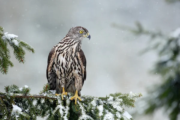 Greifvogel Habicht — Stockfoto