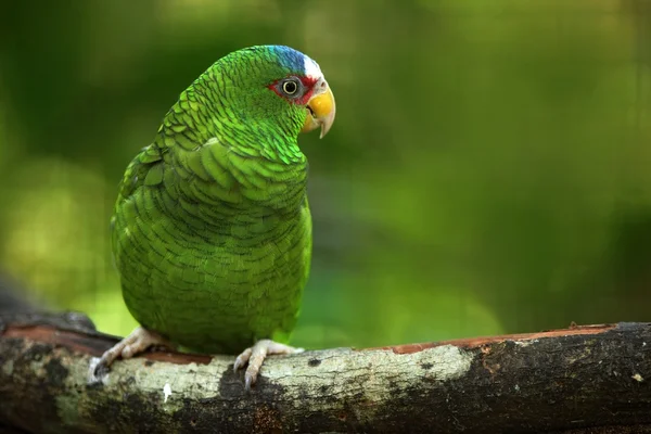 Groene papegaai White-fronted — Stockfoto