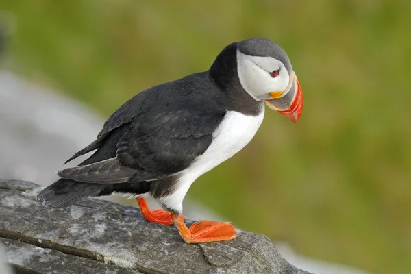 Atlantic Puffin sitting on the rock