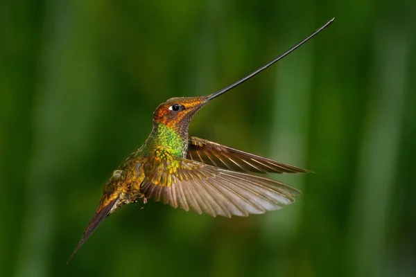 Zwaard-billed kolibrie, Ensifera ensifera — Stockfoto