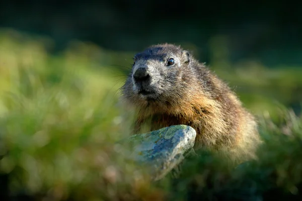 Marmot zitten in het gras — Stockfoto
