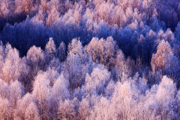 Paysage d'hiver bleu — Photo