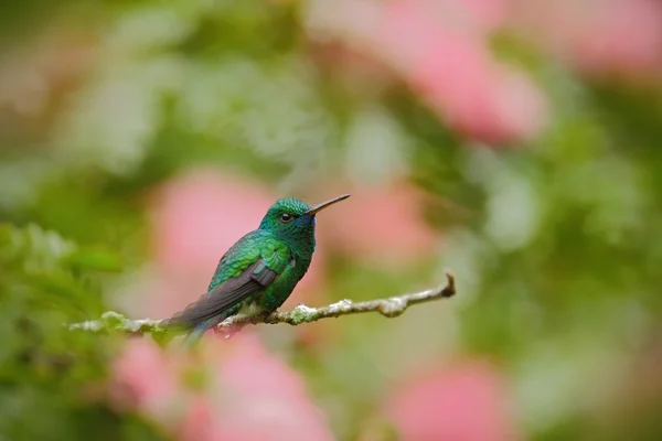 Colibrì verde Zaffiro blu-chinned — Foto Stock