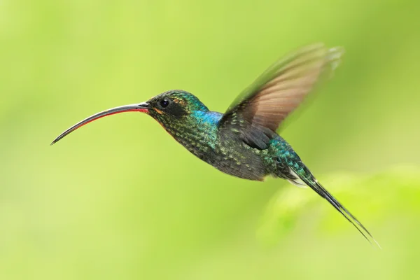 Beija-flor com bico longo — Fotografia de Stock