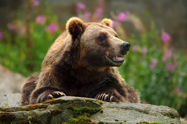 Retrato de urso pardo — Fotografia de Stock