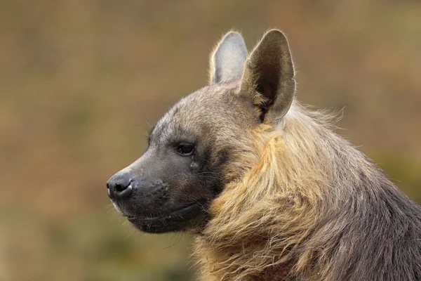 Potret Brown Hyena — Stok Foto