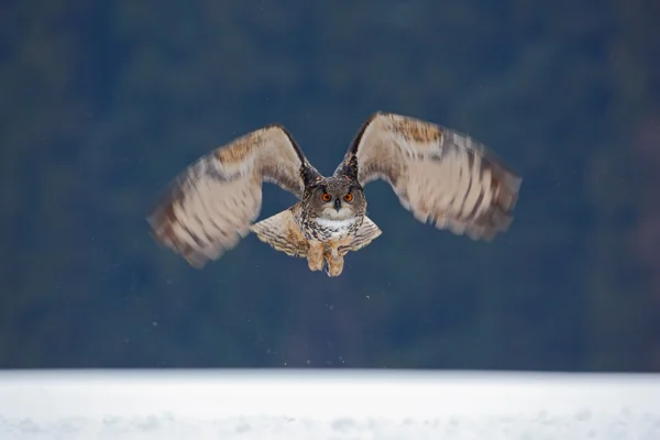 Euraziatische oehoe — Stockfoto