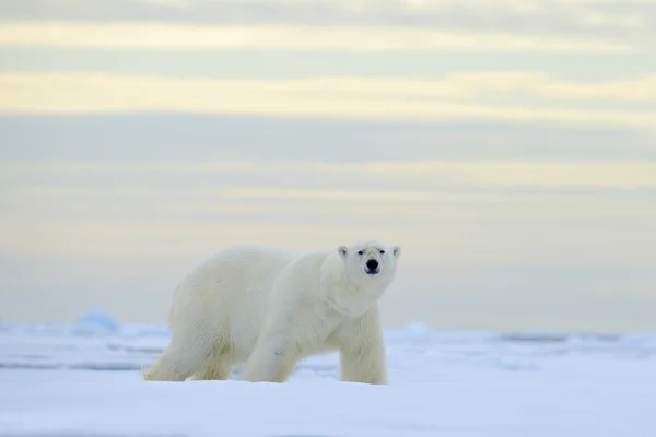 Wielki niedźwiedź polarny na dryftowego lodu — Zdjęcie stockowe