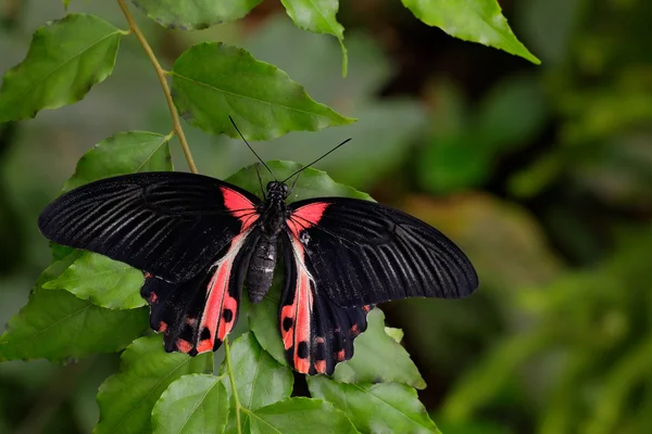 Hermosa mariposa negra — Foto de Stock