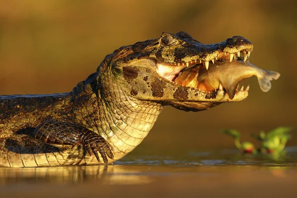 Yacare Caiman στο απογευματινό ήλιο — Φωτογραφία Αρχείου