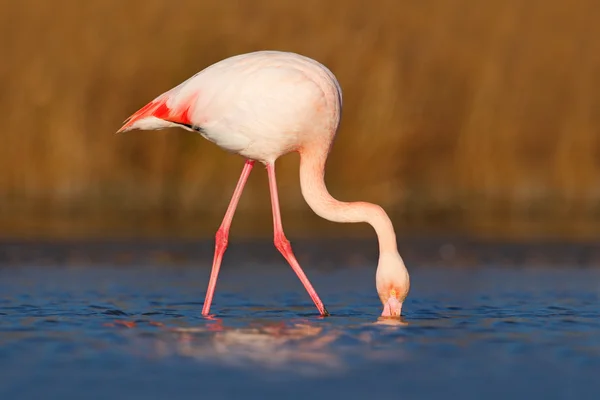 Greater Flamingo with head in the water